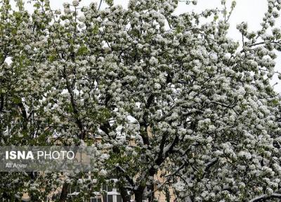 جشن بهارانه با حضور در ایران رقم خورد
