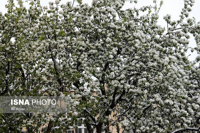 جشن بهارانه با حضور در ایران رقم خورد