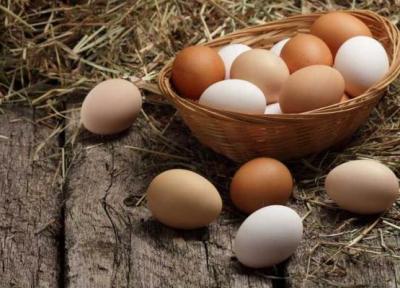 نکاتی در مورد تخم مرغ که خوب است بدانید