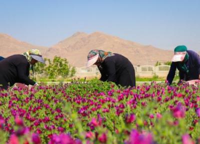 برداشت بیش از 30 تن گیاهان دارویی در شهرستان نیر
