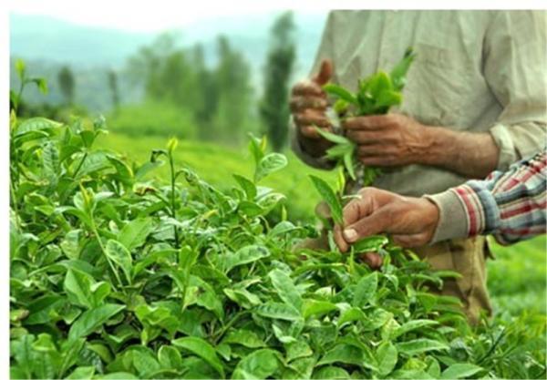 فراوری 137 هزار تن برگ سبز چای در امسال